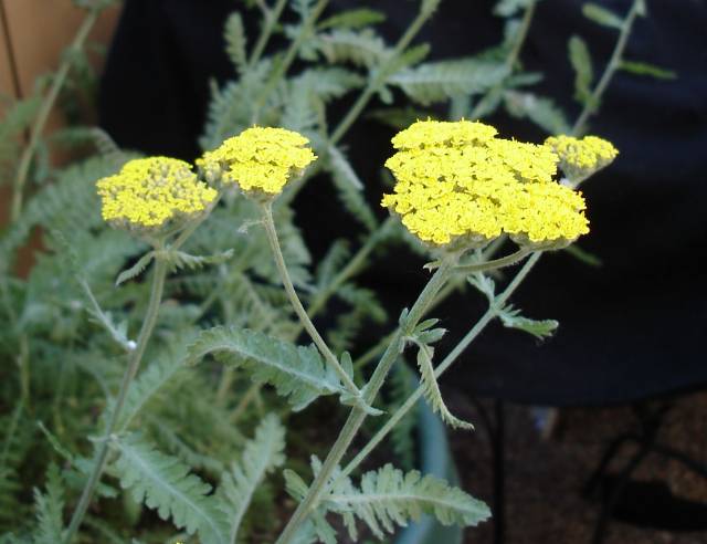 عکسهای بومادران Achillea millefolium Yarrow Asteraceae 3